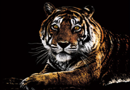 Tiger Portrait (A3)
